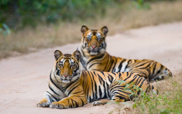 istock Two Bengal tiger lying on the road in the jungle. 674578390