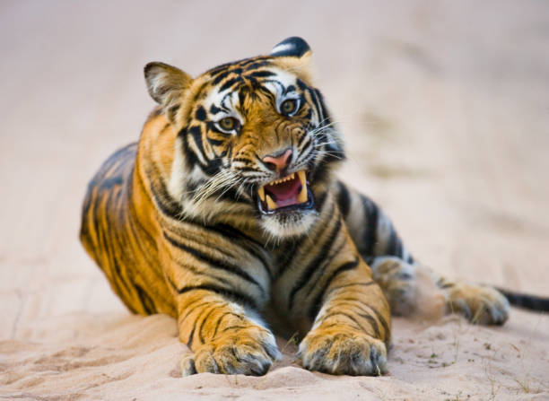 istock Wild Bengal Tiger lying on the road in the jungle. 674578396