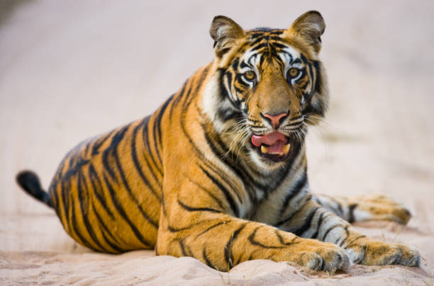 istock Wild Bengal Tiger lying on the road in the jungle. 674578442