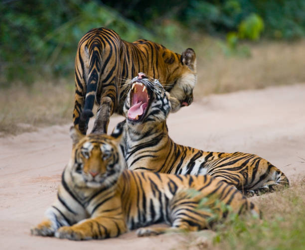 istock Three wild tiger in the jungle. 674578492
