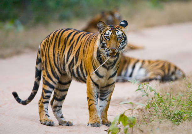 istock Wild Bengal tiger standing on the road in the jungle. 674578620