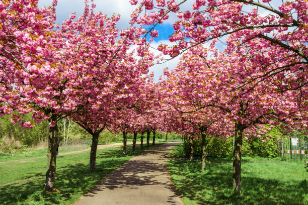 istock flowers blossoming in park on a spring sunny day 674579008
