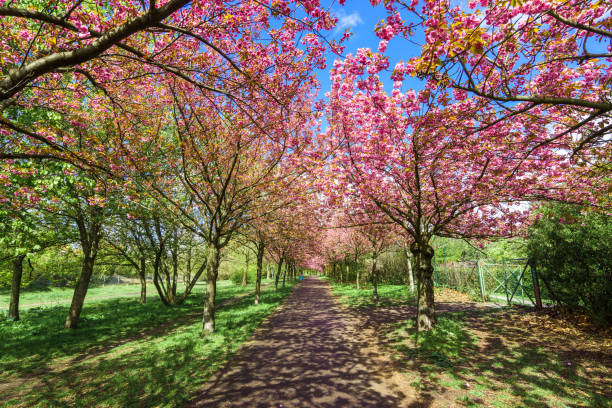 Blossoming cherry trees along foot path and highway in Niagara Falls City, Ontario, Canada