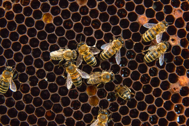 istock View of the working bees on the honeycomb 674581506