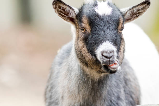 istock Close-up of goat on the outside 674581992