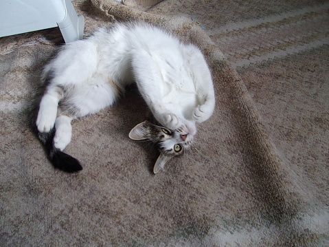 White- tabby aborable cat wallowing on the floor and posing for the camera reaching paws
