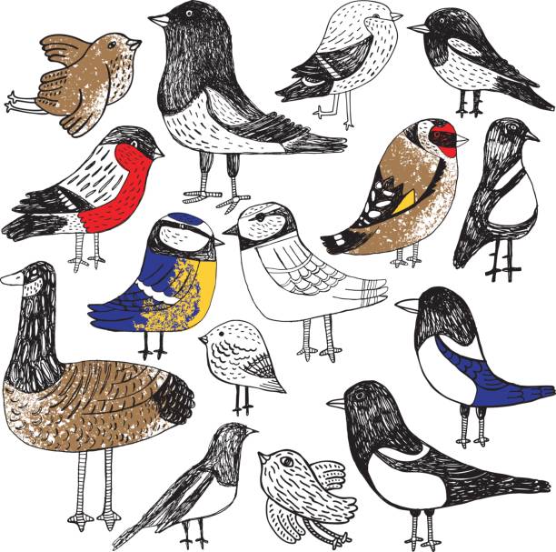 illustrations, cliparts, dessins animés et icônes de ensemble d'oiseaux dessinés à la main - chardonneret élégant