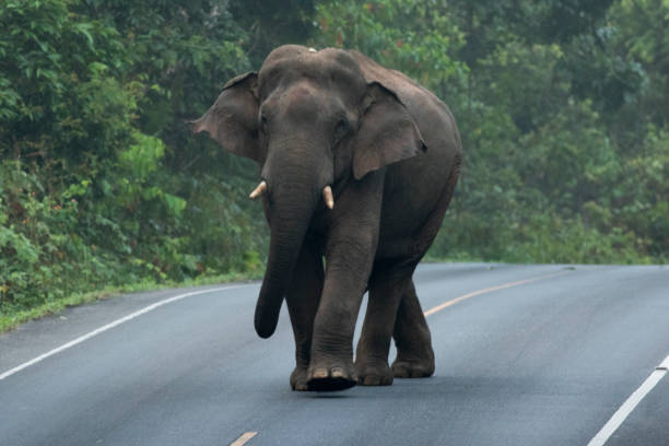 istock elephant in khaoyai national park 674588464