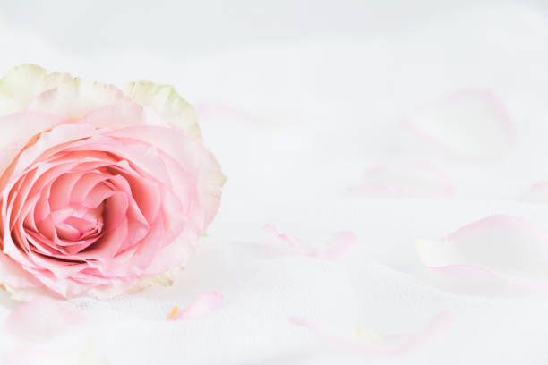 istock Floral styled mock up photograph 674591780