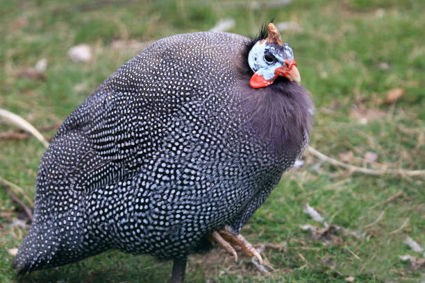 istock Guineafowl bird is originally from Africa 674591928