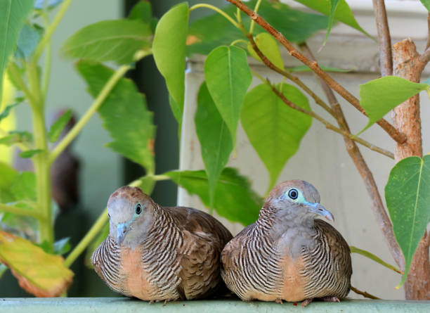 istock Wild Zebra Dove couple perching side by side at the balcony, Bangkok 674595448