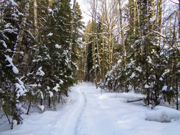 istock Winter in Europe. Tree branches under the snow 674599928