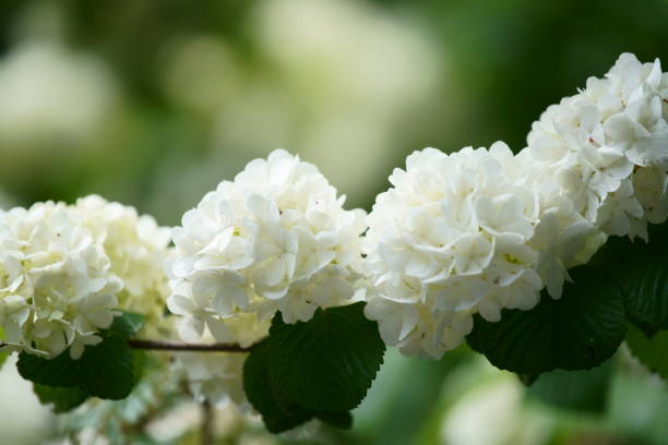 istock Viburnum plicatum var. plicatum 674616712