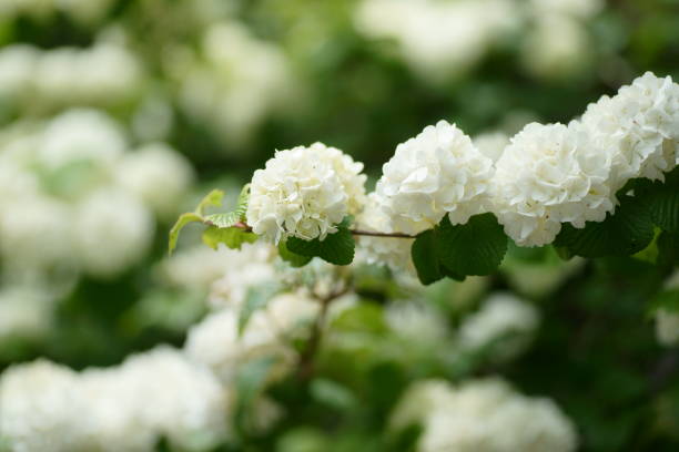 istock Viburnum plicatum var. plicatum 674617130