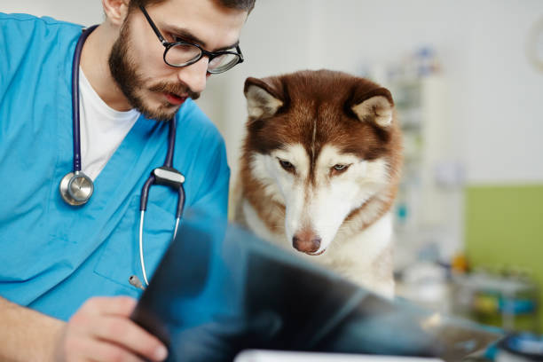 istock Vet and his patient 674631786