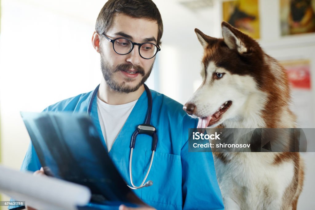 Showing x-ray Vet radiologist showing his patient medical x-ray image Dog Stock Photo