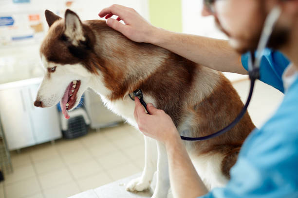 istock Check-up of dog 674631806