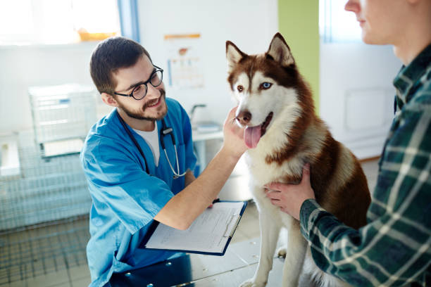 istock Treatment of husky 674631902