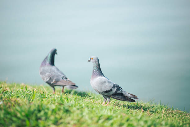 Pigeons are walking for food on grass.Image with Grain.