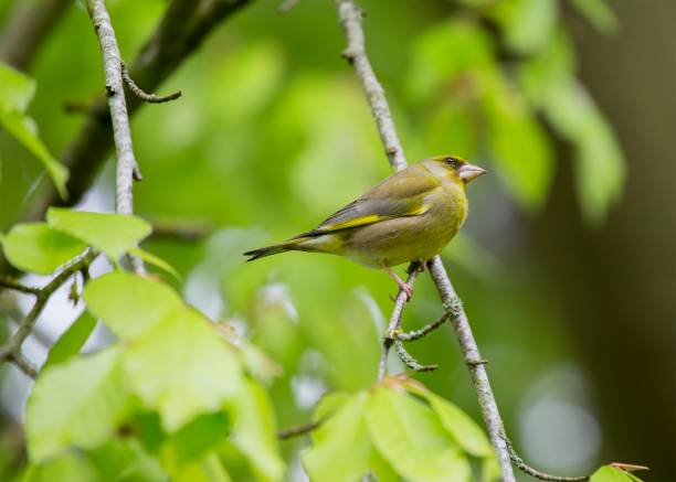 istock European greenfinch (Chloris chloris) 674638246