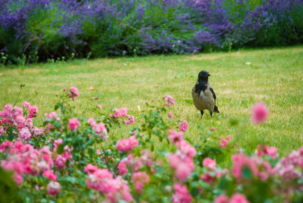 Raven waiting on grass in park between different flowers