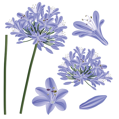 Blue Purple Agapanthus - Lily of the Nile, African Lily. Vector Illustration. isolated on White Background.