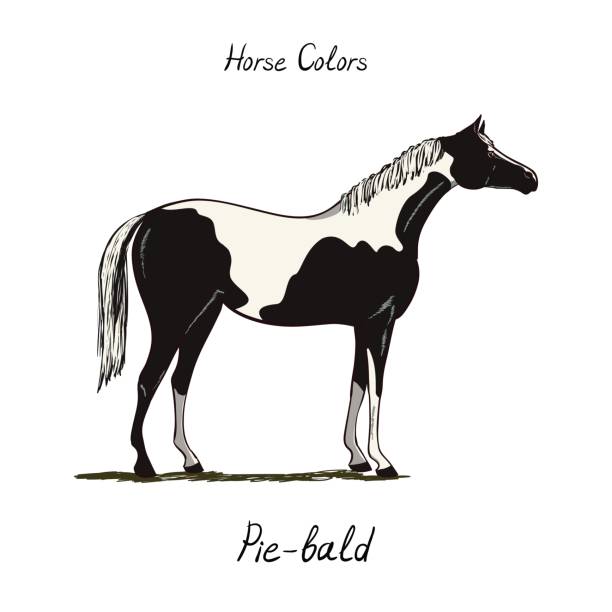 bildbanksillustrationer, clip art samt tecknat material och ikoner med piebald, skewbald, pinto häst färgkarta på vitt.  equine coat färger med text. ridsport program. typ av häst. - horse skäck