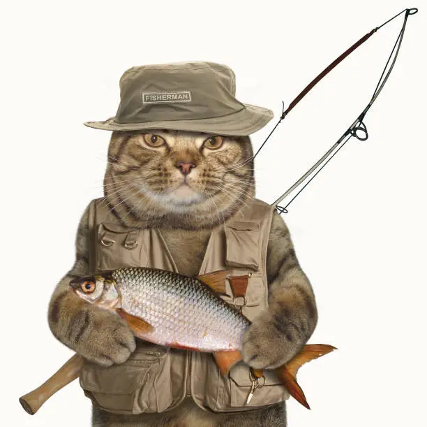 The brave cat is holding a big fish and a spinning rod. He looks like a real fisherman. White background.