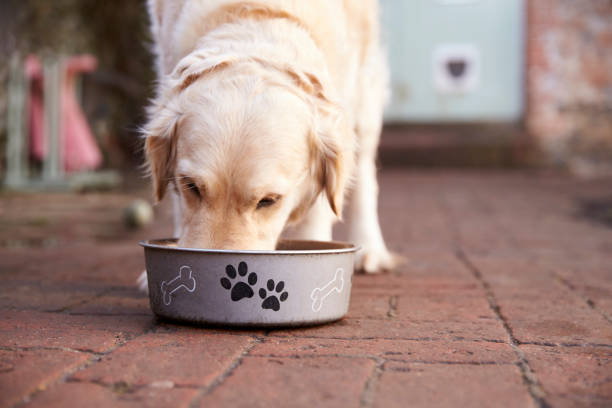 labrador mangiare dalla ciotola del cane - dog eating puppy food foto e immagini stock