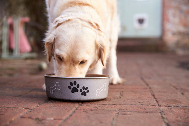 Labrador Eating from Dog Bowl Labrador Eating from Dog Bowl dog bowl photos stock pictures, royalty-free photos & images