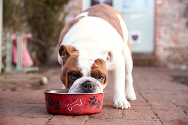 british bull dog mangiare da dog bowl - english bulldog foto e immagini stock