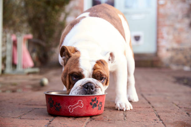 British Bull Dog Eating from Dog Bowl British Bull Dog Eating from Dog Bowl english cuisine stock pictures, royalty-free photos & images
