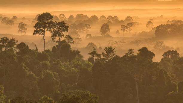 istock the forest around Hin Pad, Khiri Rat Nikhom District, Surat Thani, Thailand 674653962