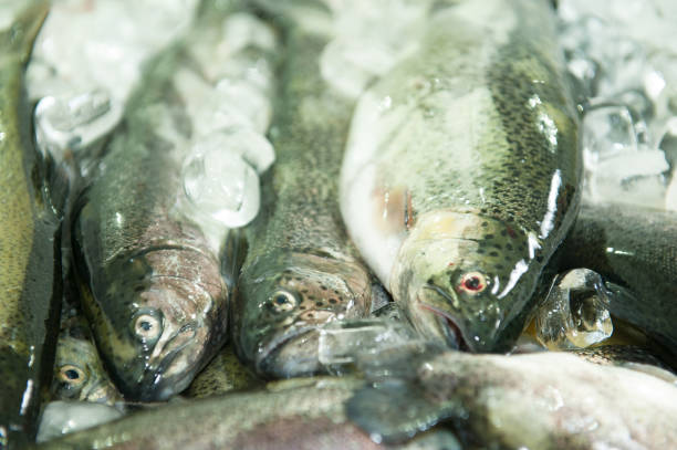 Trout on ice Trout being prepared, cleaned, and cut into fillet, inside an industrial kitchen, fully sanitized for later consumption. proteína stock pictures, royalty-free photos & images