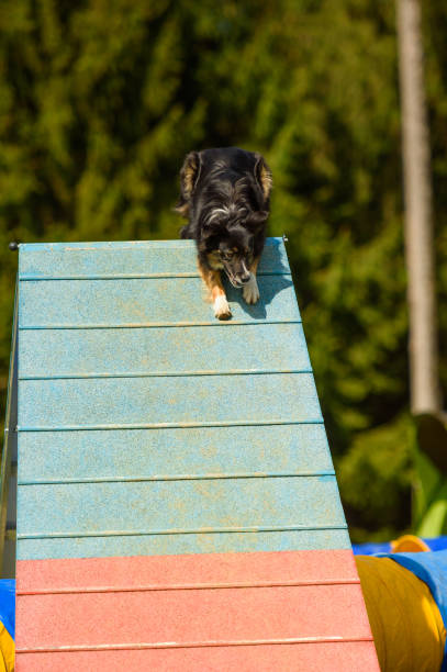 istock Big dog descending down the ramp 674656364