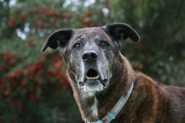 istock Old Brindle Shepherd Dog with Green and Red Tree in Background 674656844