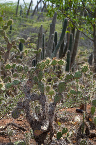 istock Cacti of Caribbean 674660058