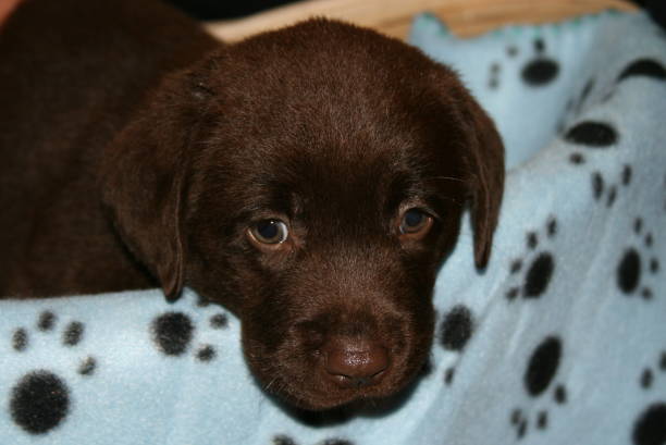 istock Chocolate Lab Puppy on Blue Blanket 674664204