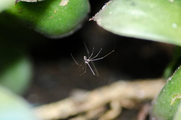 длинноногий домашний паук между цветочными листьями. папа паук. - phalangium стоковые фото и изображения