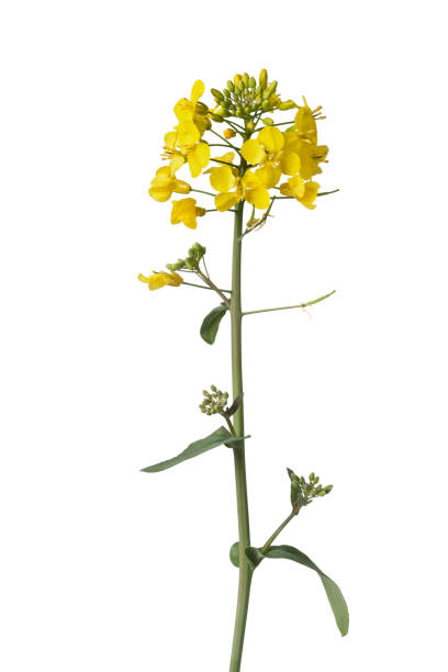 fleurs fraîches champ jaune moutarde - mustard flower photos et images de collection