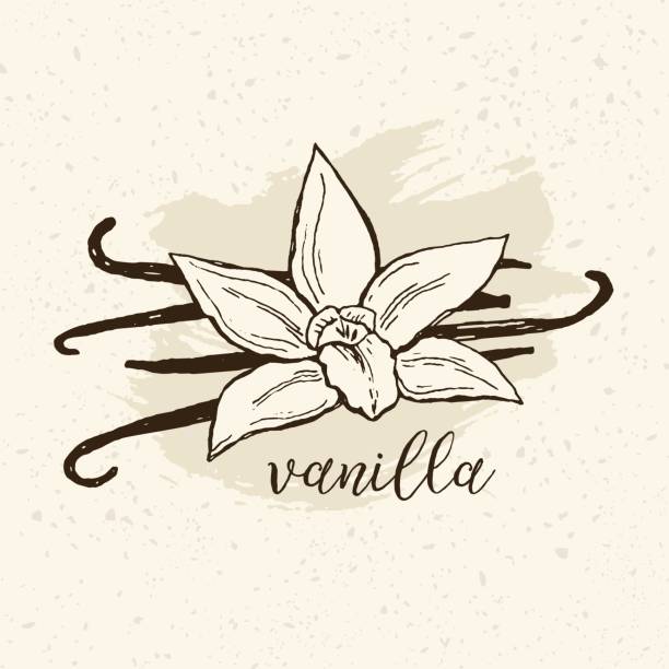 ilustrações de stock, clip art, desenhos animados e ícones de hand drawn vanilla flower and beans vector illustration in vintage style. - oregano rosemary healthcare and medicine herb