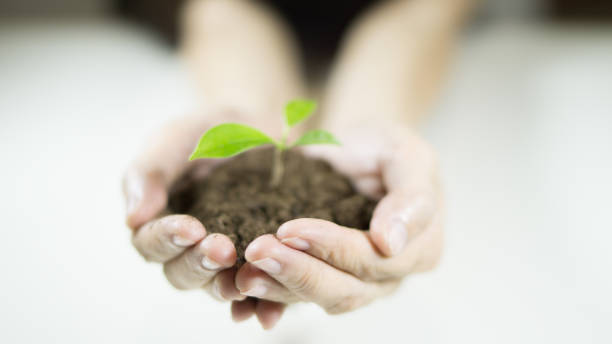 responsibility , protection , food manos de mujer sosteniendo una planta que crece de la tierra. plántula verde creciendo del suelo, concepto de ecología., día mundial del medio ambiente, día de la tierra, concepto de día de alimento de mundo. esperanza, nueva vida o rse actividades