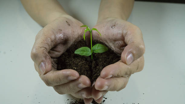 responsibility , protection , food manos de mujer sosteniendo una planta que crece de la tierra. plántula verde creciendo del suelo, concepto de ecología., día mundial del medio ambiente, día de la tierra, concepto de día de alimento de mundo. esperanza, nueva vida o rse actividades