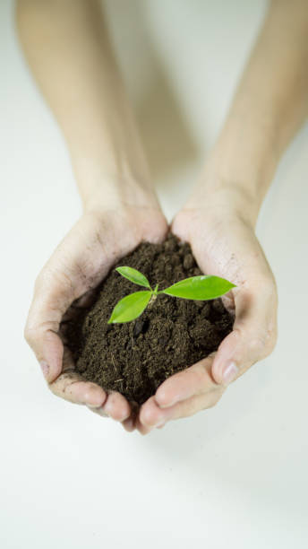 responsibility , protection , food manos de mujer sosteniendo una planta que crece de la tierra. plántula verde creciendo del suelo, concepto de ecología., día mundial del medio ambiente, día de la tierra, concepto de día de alimento de mundo. esperanza, nueva vida o rse actividades