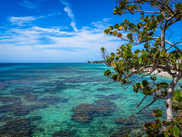 l’île de roatan au honduras. tropical bleu turquoise clair océan, l’eau de mer, récif. ciel bleu en arrière-plan. vert les paumes sur le rocher de corail. voyage aux caraïbes, vacances. - wave reef rock summer photos et images de collection