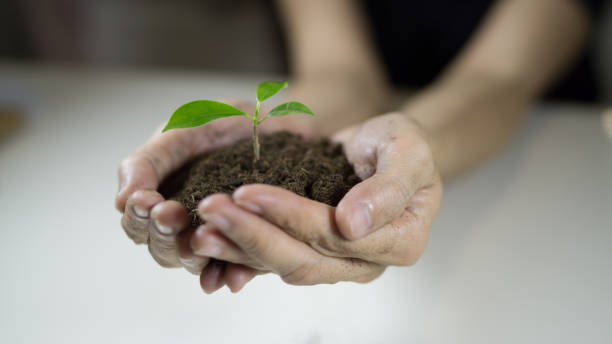 responsibility , protection , food manos de mujer sosteniendo una planta que crece de la tierra. plántula verde creciendo del suelo, concepto de ecología., día mundial del medio ambiente, día de la tierra, concepto de día de alimento de mundo. esperanza, nueva vida o rse actividades