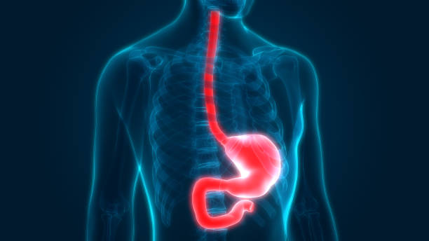 Human Digestive System Anatomy (Stomach) 3D Illustration of Human Digestive System Anatomy (Stomach) esophagus stock illustrations