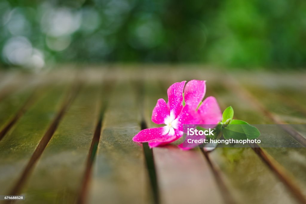 Wet nice pink flower in wet wooden table in garden Wet nice pink flower in wet wooden table in garden with brilliant bokeh after the rain. Shallow DOF. Abstract Stock Photo