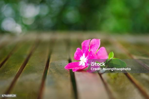 Wet Nice Pink Flower In Wet Wooden Table In Garden Stock Photo - Download Image Now - Abstract, Backgrounds, Beauty
