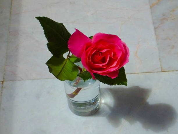 istock Flowers of the Wild 674698006
